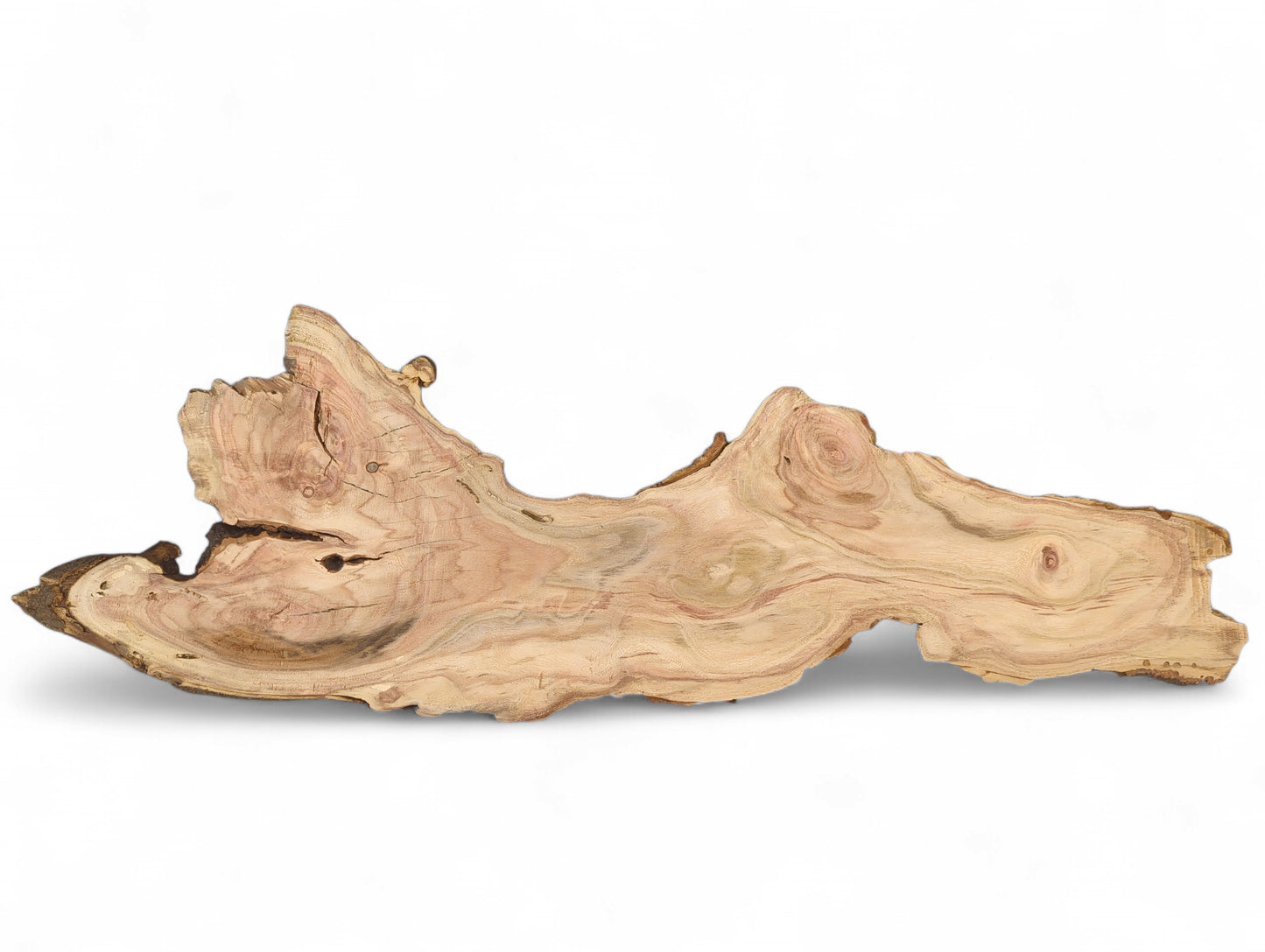 Elongated, irregular honey locust root slice showing reddish-brown wood, wavy grain, and rough dark bark.