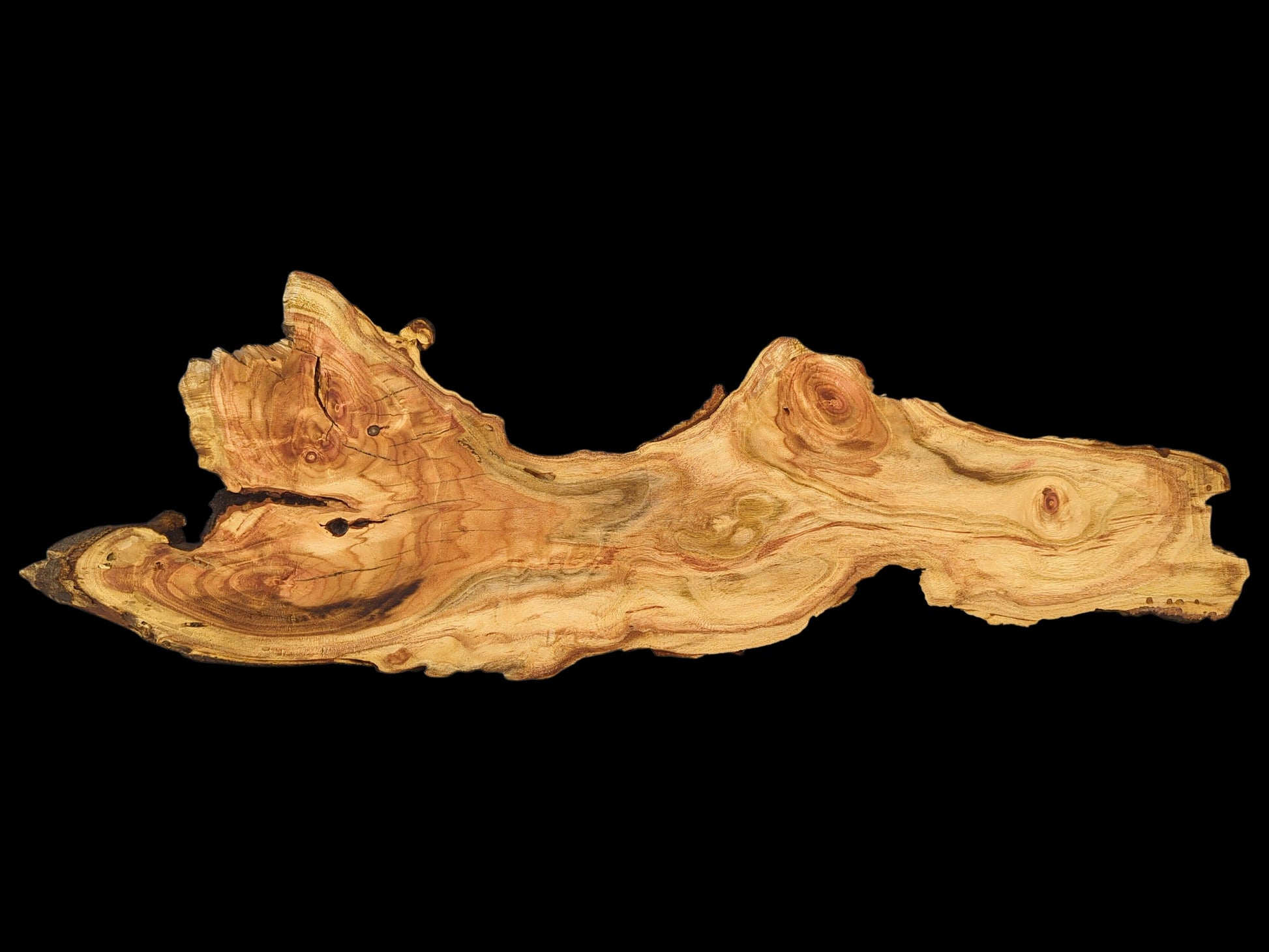 An elongated honey locust root slice with irregular edges and prominent light and dark brown grain.