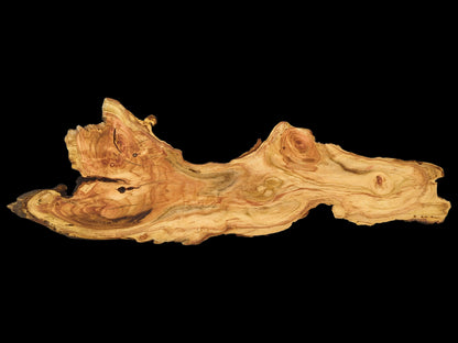 An elongated honey locust root slice with irregular edges and prominent light and dark brown grain.
