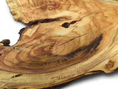 Close-up of an irregular honey locust root slice with distinct reddish-brown and golden-brown grain patterns, showing natural cracks.