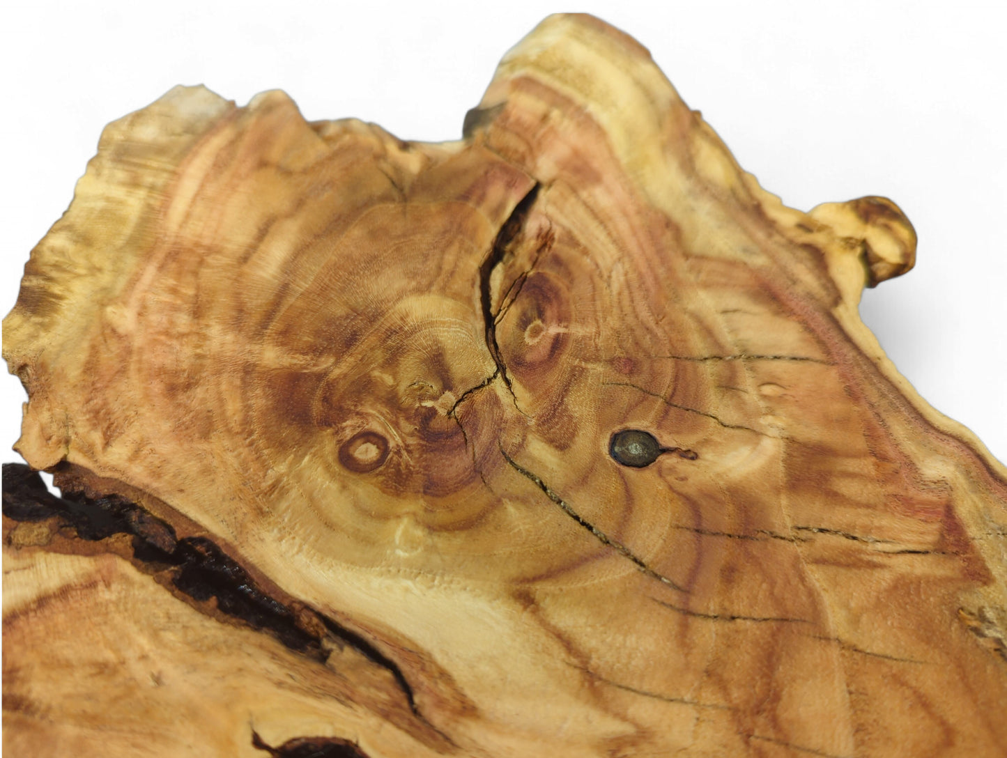 Thin honey locust root slice with irregular shape, prominent reddish-brown grain, and dark natural cracks.
