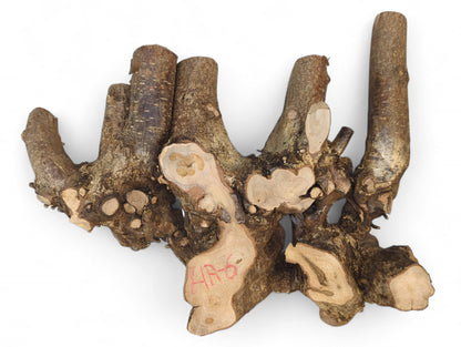 Hazel root wood piece with dark bark and light brown planed surfaces, including red "HR-6" text.