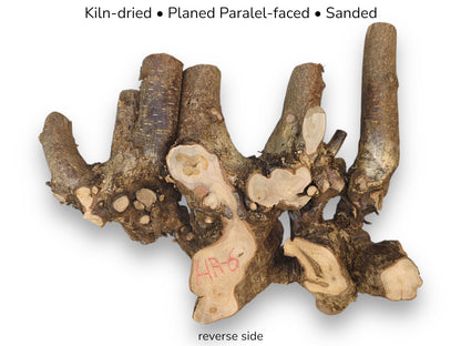 A multi-branched hazel root mass with smooth cut surfaces and textured bark, featuring descriptive text.