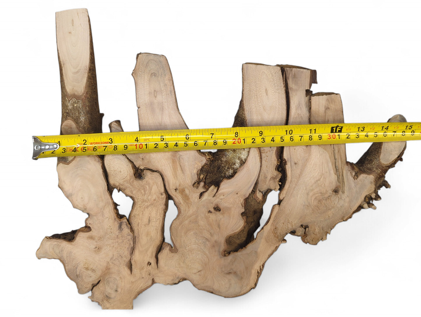Organic hazel root wood slice with light brown surfaces, visible grain, dark bark, and a measuring tape.