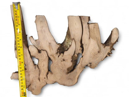 Irregularly shaped, planed hazel root wood slice, light brown with dark bark, alongside a yellow measuring tape.