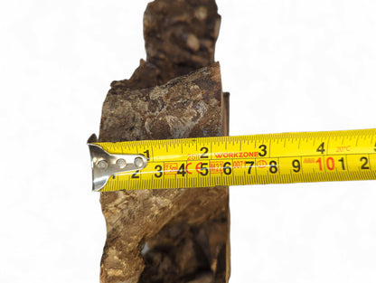 Yellow tape measure held against a dark brown, rough-barked hazel root wood slice, indicating its width.
