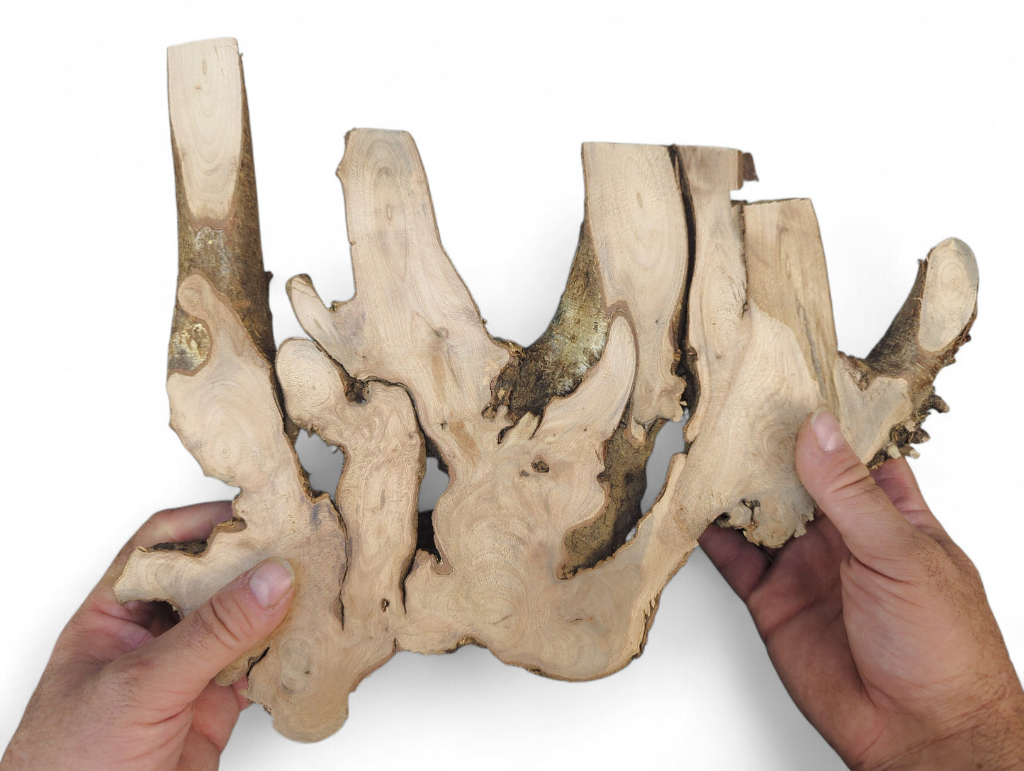 Hands hold a raw hazel root wood piece, showing pale, planed surfaces and rough, darker perimeter bark.