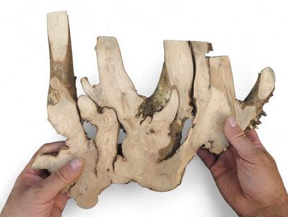 Hands hold a raw hazel root wood piece, showing pale, planed surfaces and rough, darker perimeter bark.