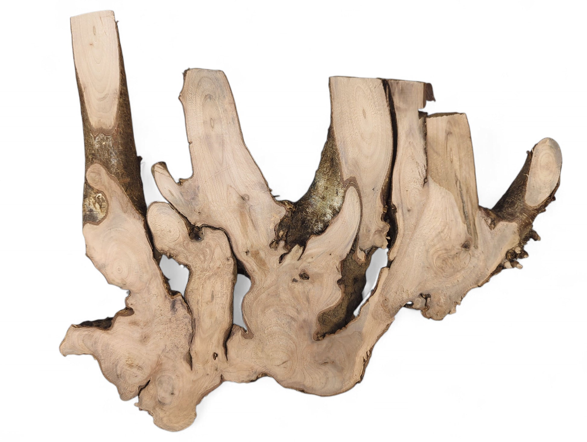 Organic hazel root wood slice with light brown planed surfaces and dark, textured bark.