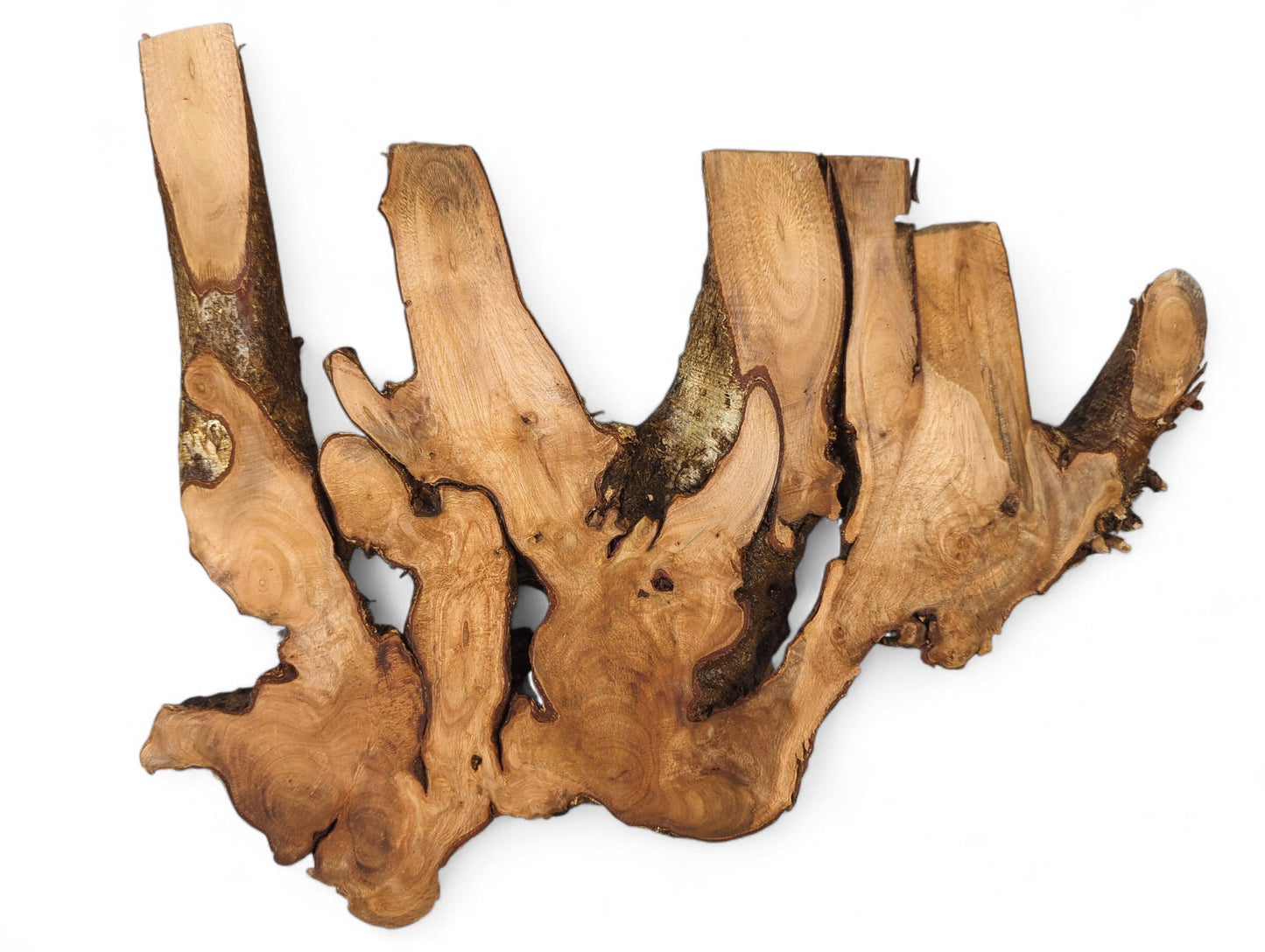An irregular hazel root wood slice features planed light brown surfaces and dark, textured bark on white.