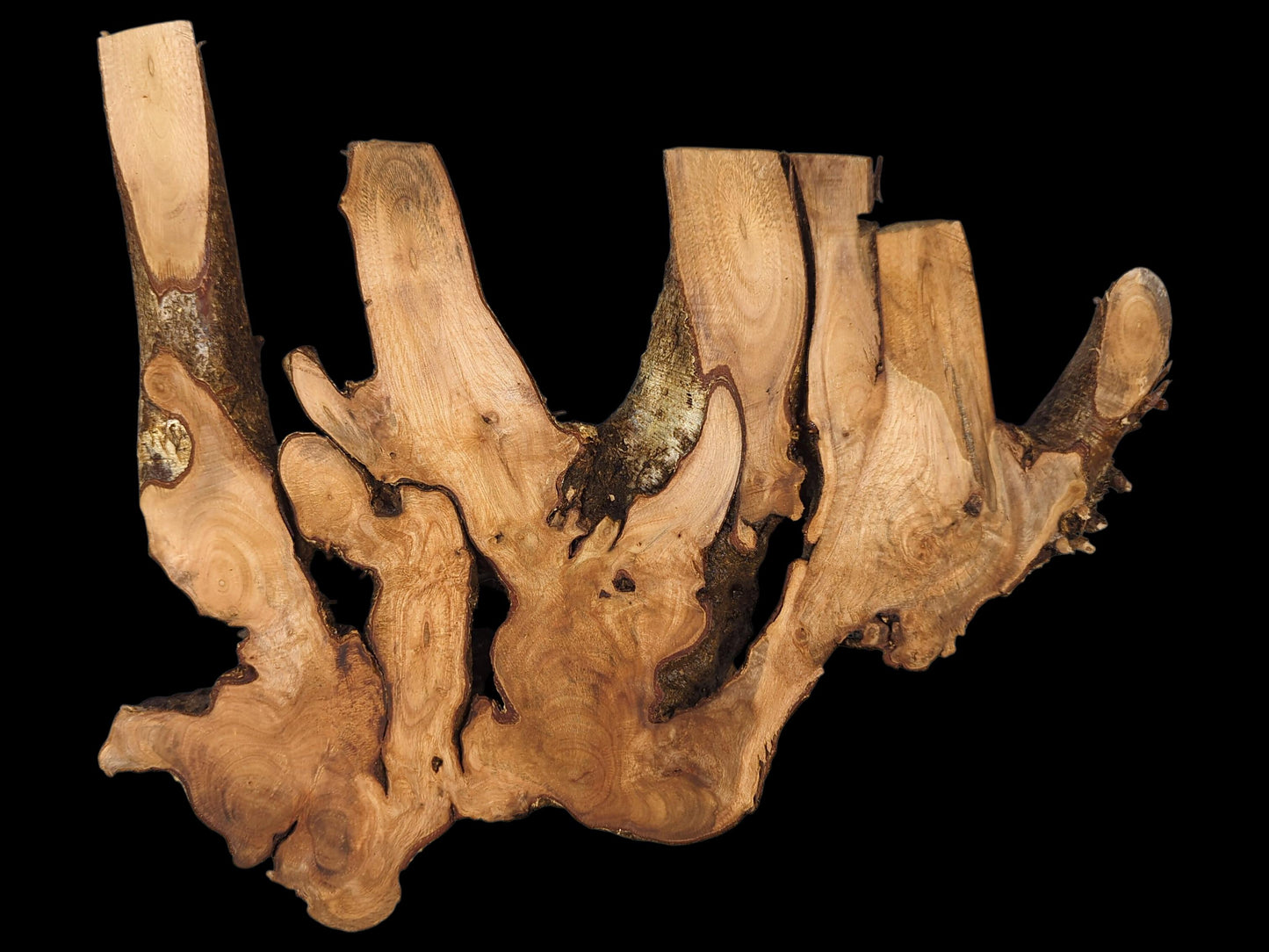 Hazel root wood slice featuring irregular, multi-lobed shape, light brown smooth surfaces, and dark bark.