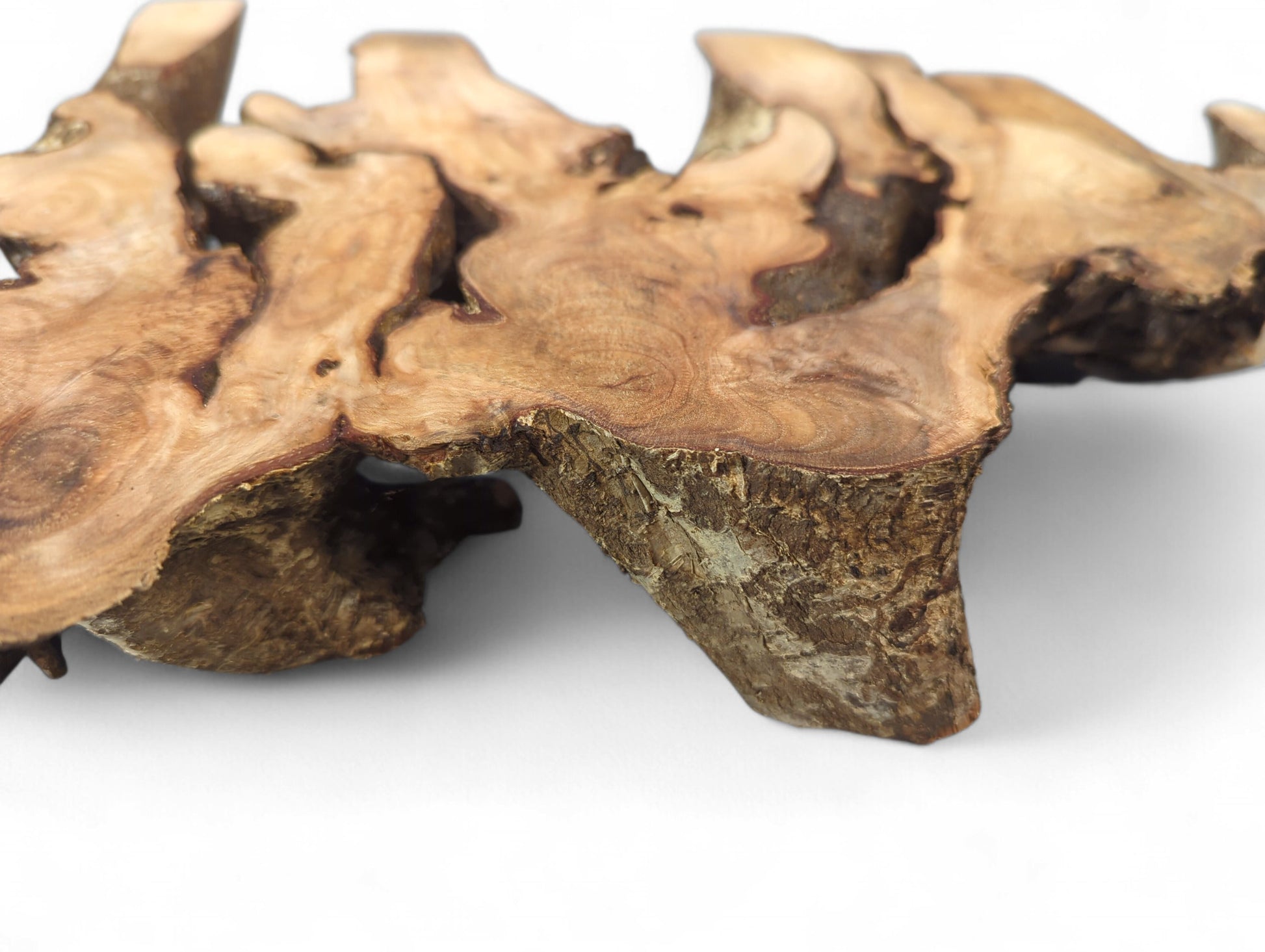Irregular hazel root wood slice features smooth light brown surfaces and dark, textured bark.