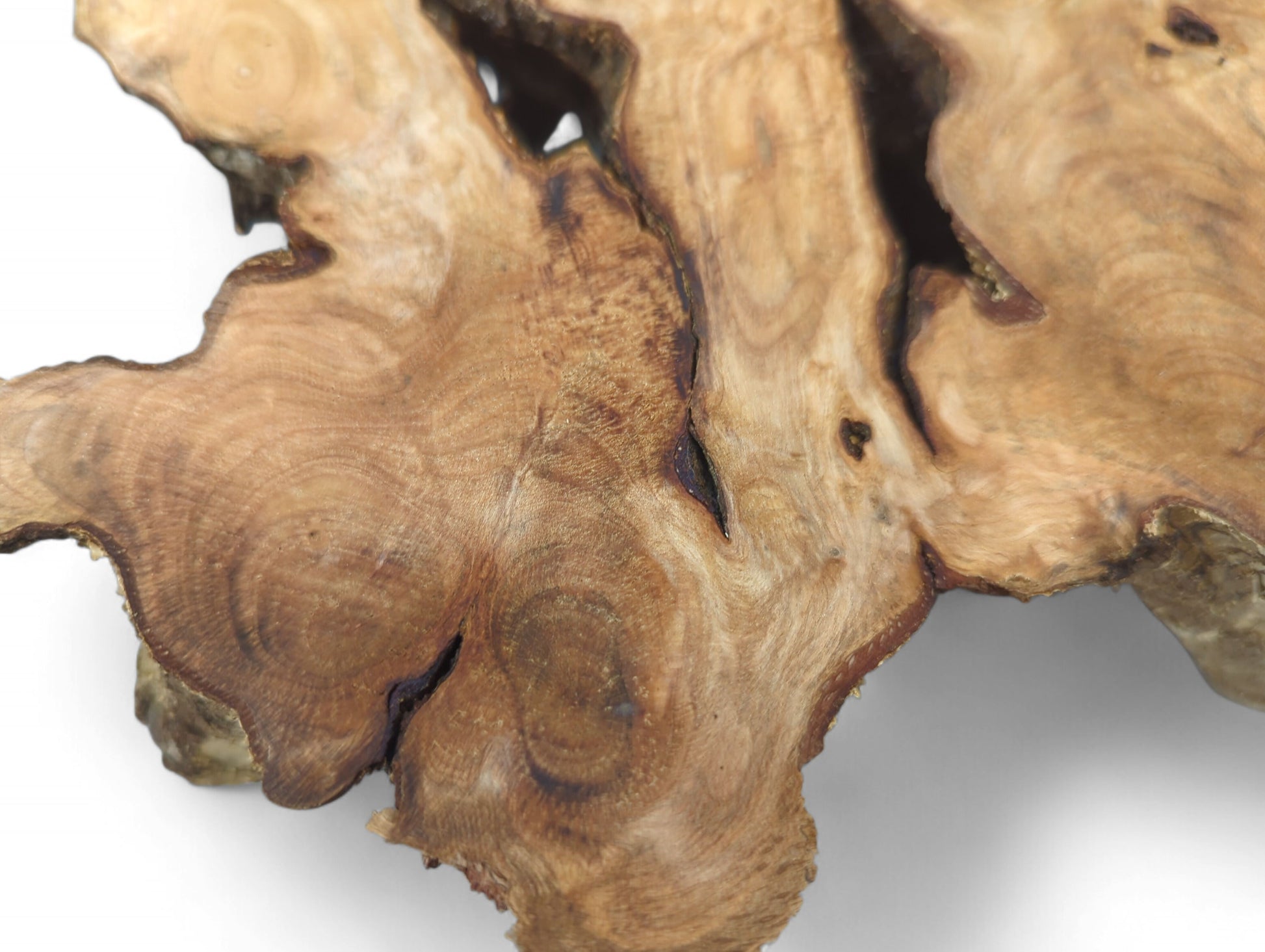 Pale brown, irregularly shaped hazel root wood slice showing smooth surfaces, distinct grain patterns, and dark bark.