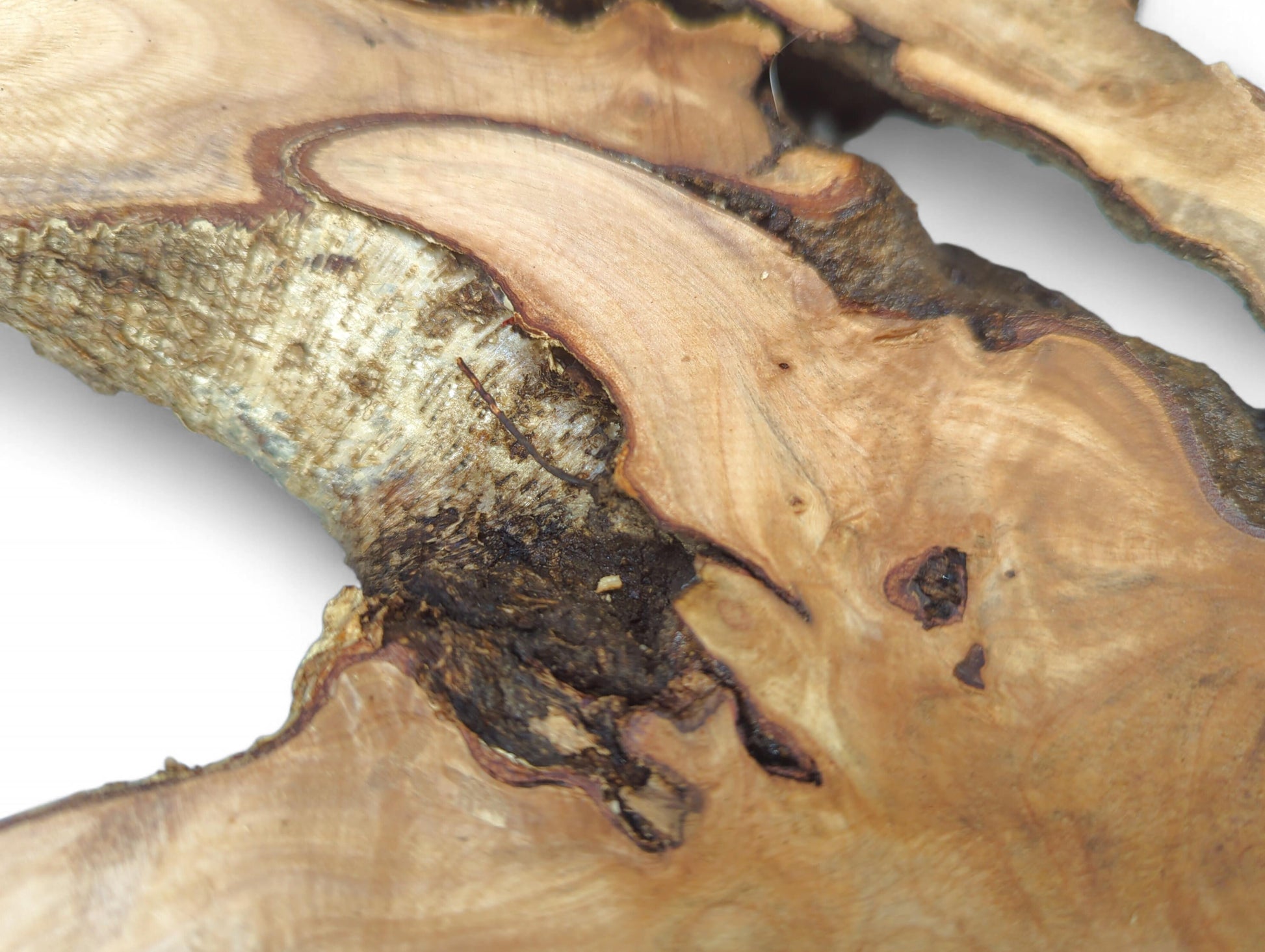 Light brown hazel root wood slice with smooth, planed surfaces, swirling grain, and dark, textured bark.