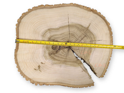 Rustic live edge wood round, light end grain, dark heartwood, rings, cracks, and a yellow measuring tape.