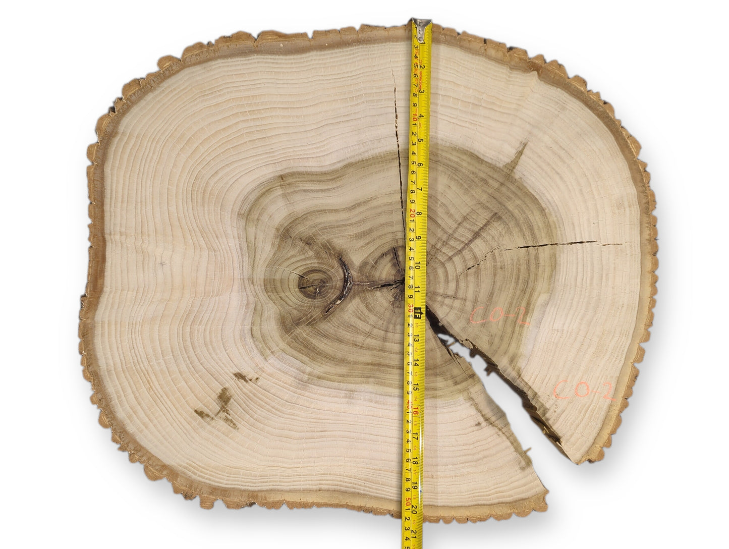 Irregular wood slice with light sapwood, dark heartwood, growth rings, bark, cracks, yellow measuring tape.