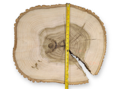 Irregular wood slice with light sapwood, dark heartwood, growth rings, bark, cracks, yellow measuring tape.