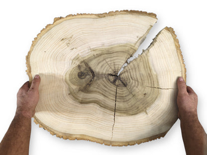 Hands hold an irregular wood slice with bark, displaying two-toned end grain, prominent growth rings, and cracks.