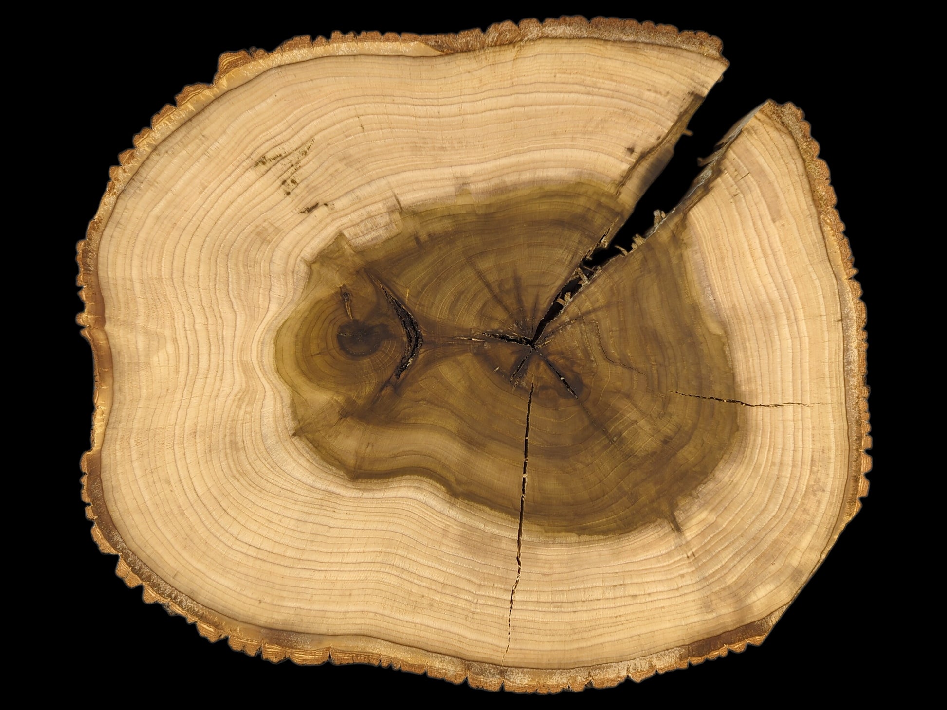 Irregular round wood slice with light sapwood, dark heartwood, distinct growth rings, bark, and cracks.