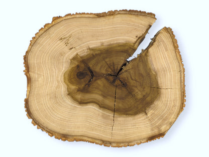 End grain wood slice with light sapwood, dark olive heartwood, visible rings, textured bark, and cracks.