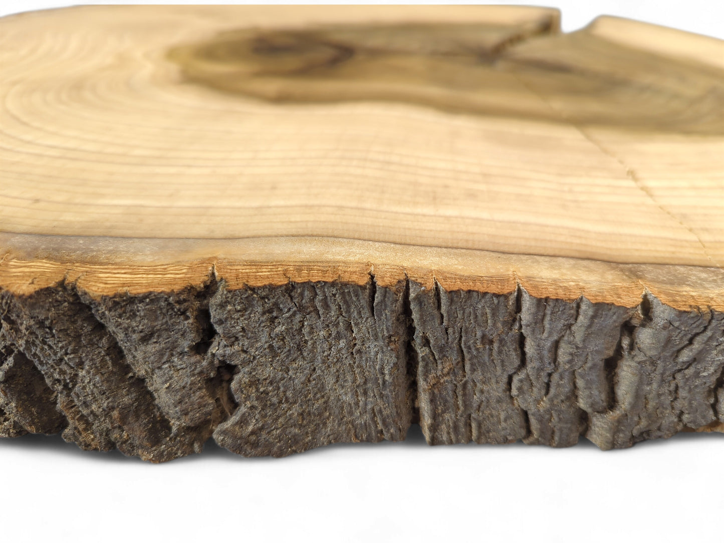 Close-up of a wood slice, highlighting its rough dark bark edge and light end grain with distinct rings.