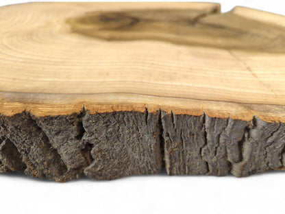 Close-up of a wood slice, highlighting its rough dark bark edge and light end grain with distinct rings.