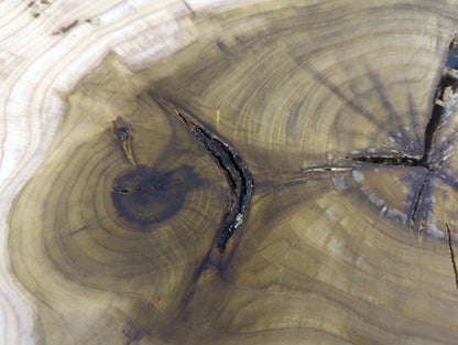 End grain wood slice featuring light sapwood, darker heartwood, distinct growth rings, and deep cracks.