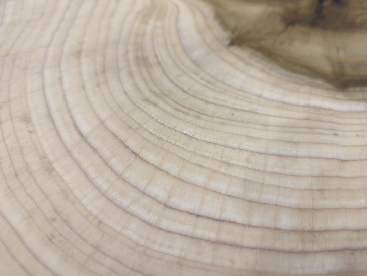 Wood end grain texture featuring light beige color, numerous fine, concentric growth rings, and faint darker variations.