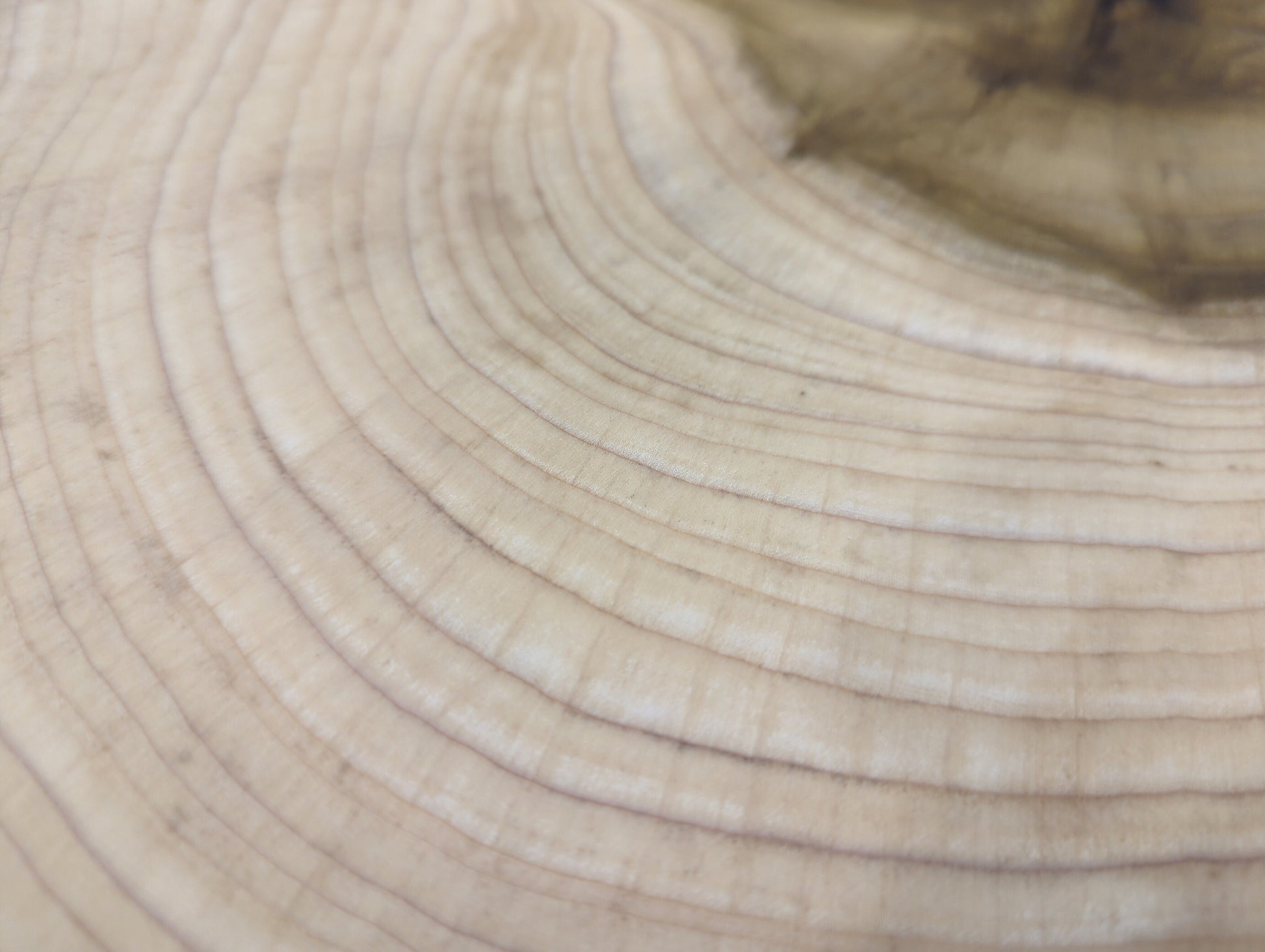 Wood end grain texture featuring light beige color, numerous fine, concentric growth rings, and faint darker variations.