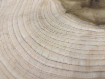Wood end grain texture featuring light beige color, numerous fine, concentric growth rings, and faint darker variations.
