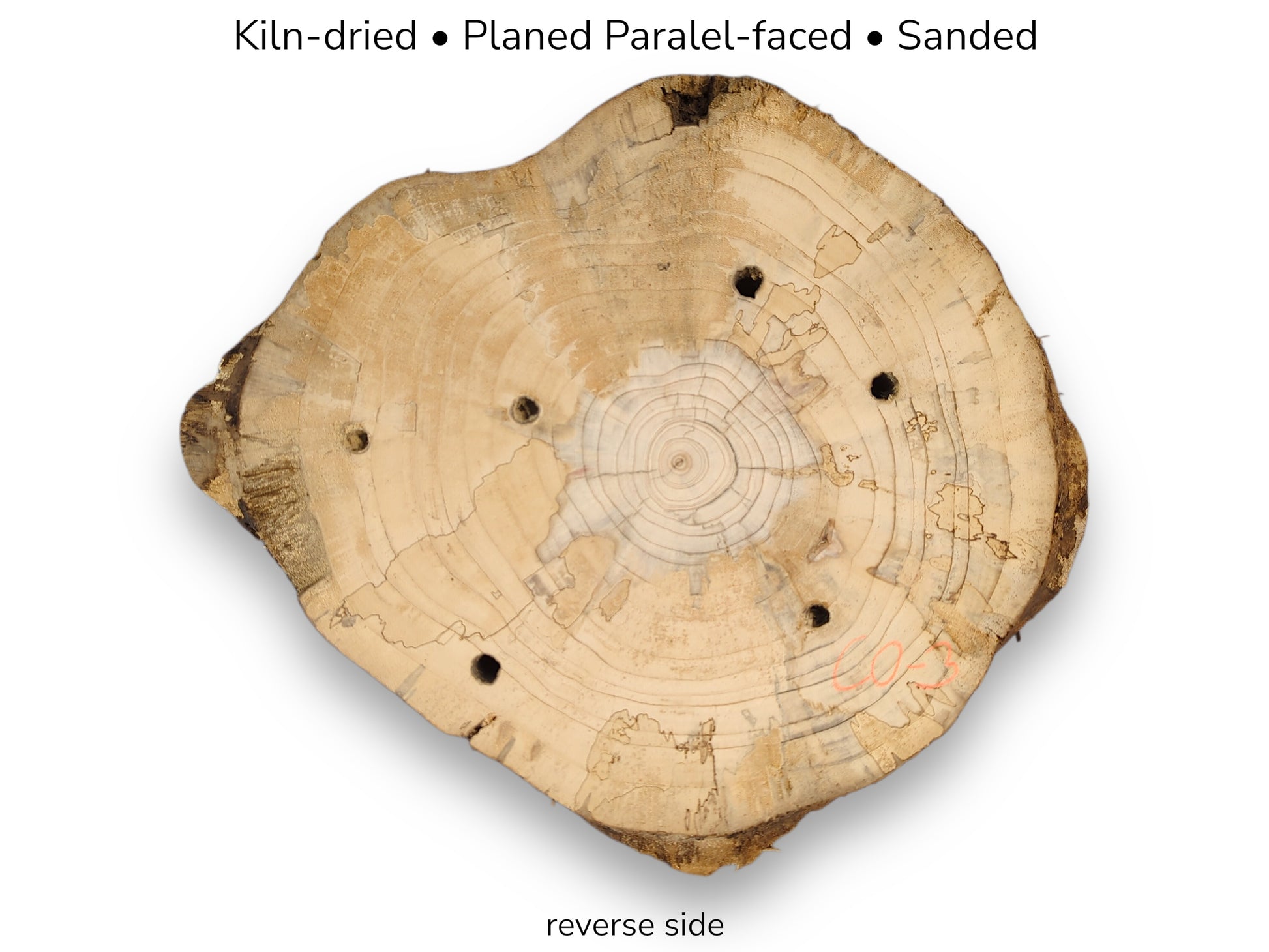 Planed, sanded, light pine wood slice's reverse side, showing prominent rings, boreholes, and rustic edges.