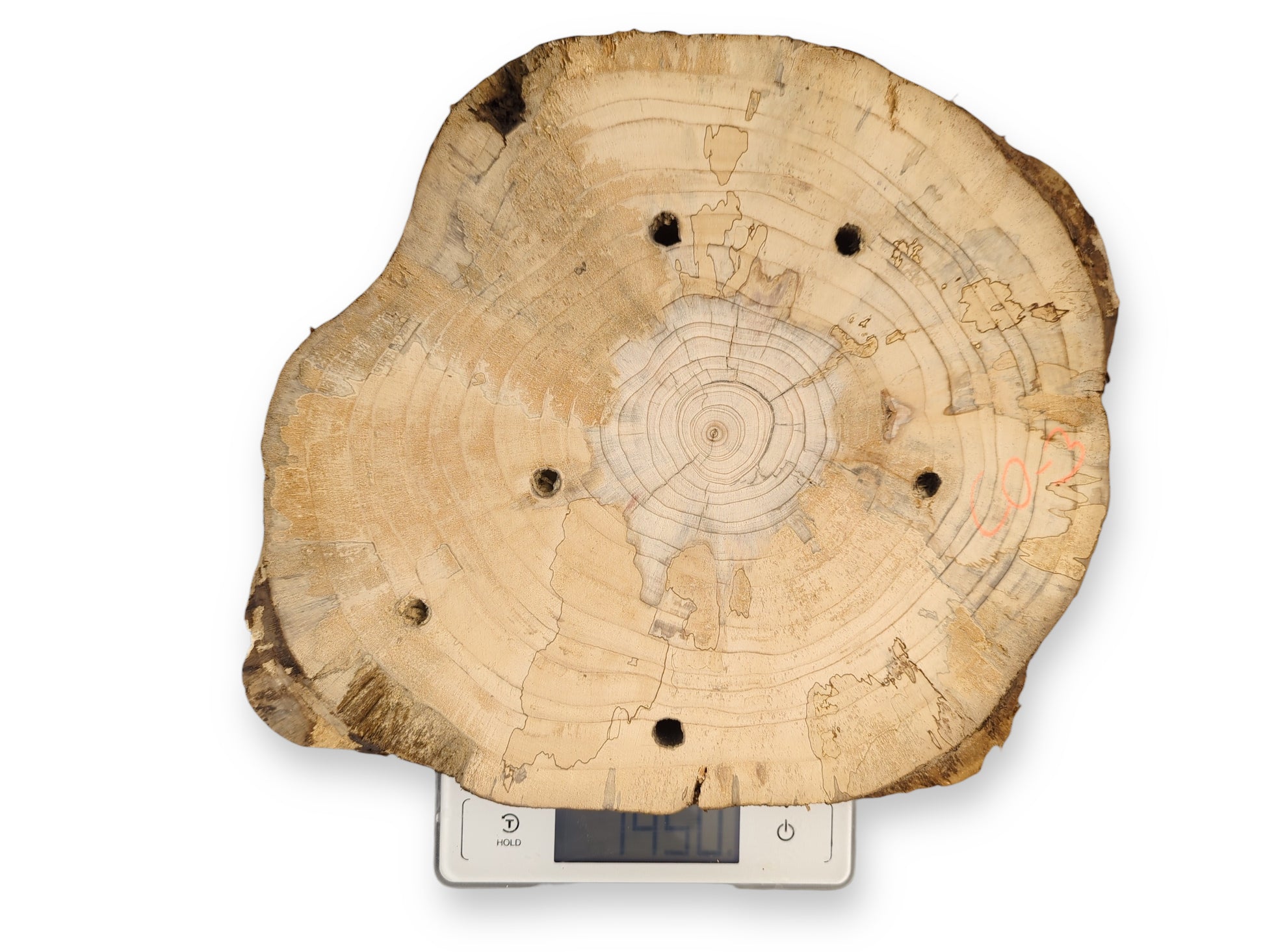 Light, irregular pine wood slice showing growth rings, dark spalt lines, six boreholes, on a digital scale.