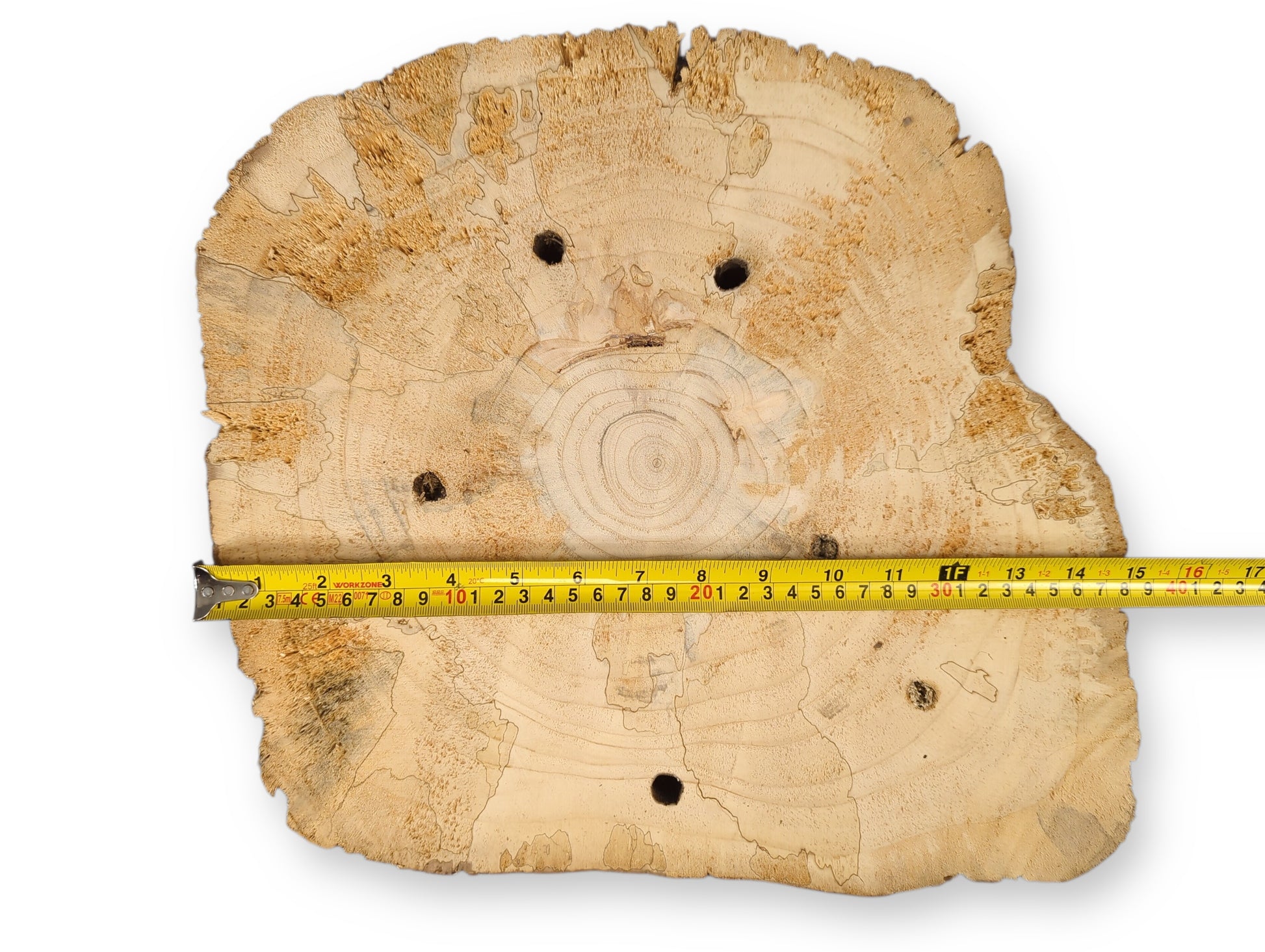 Pale pine wood cross-section with an irregular shape, spalted dark lines, visible boreholes, and a yellow measuring tape.