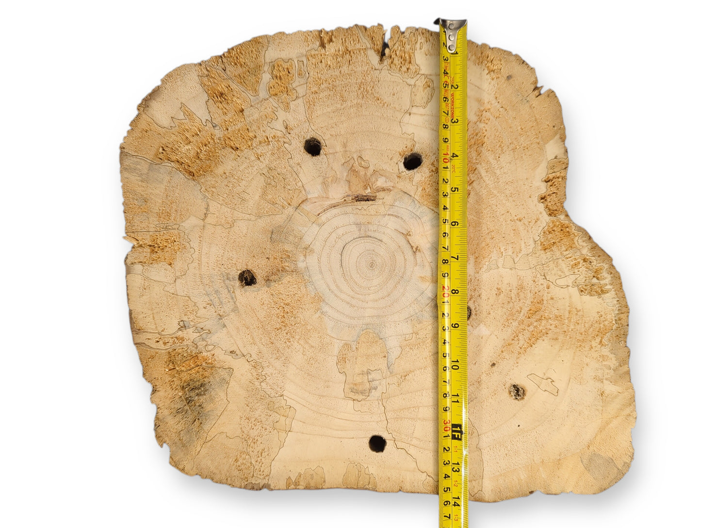 Untreated pine tree slice, irregular, with growth rings, spalt lines, four boreholes, and a measuring tape.