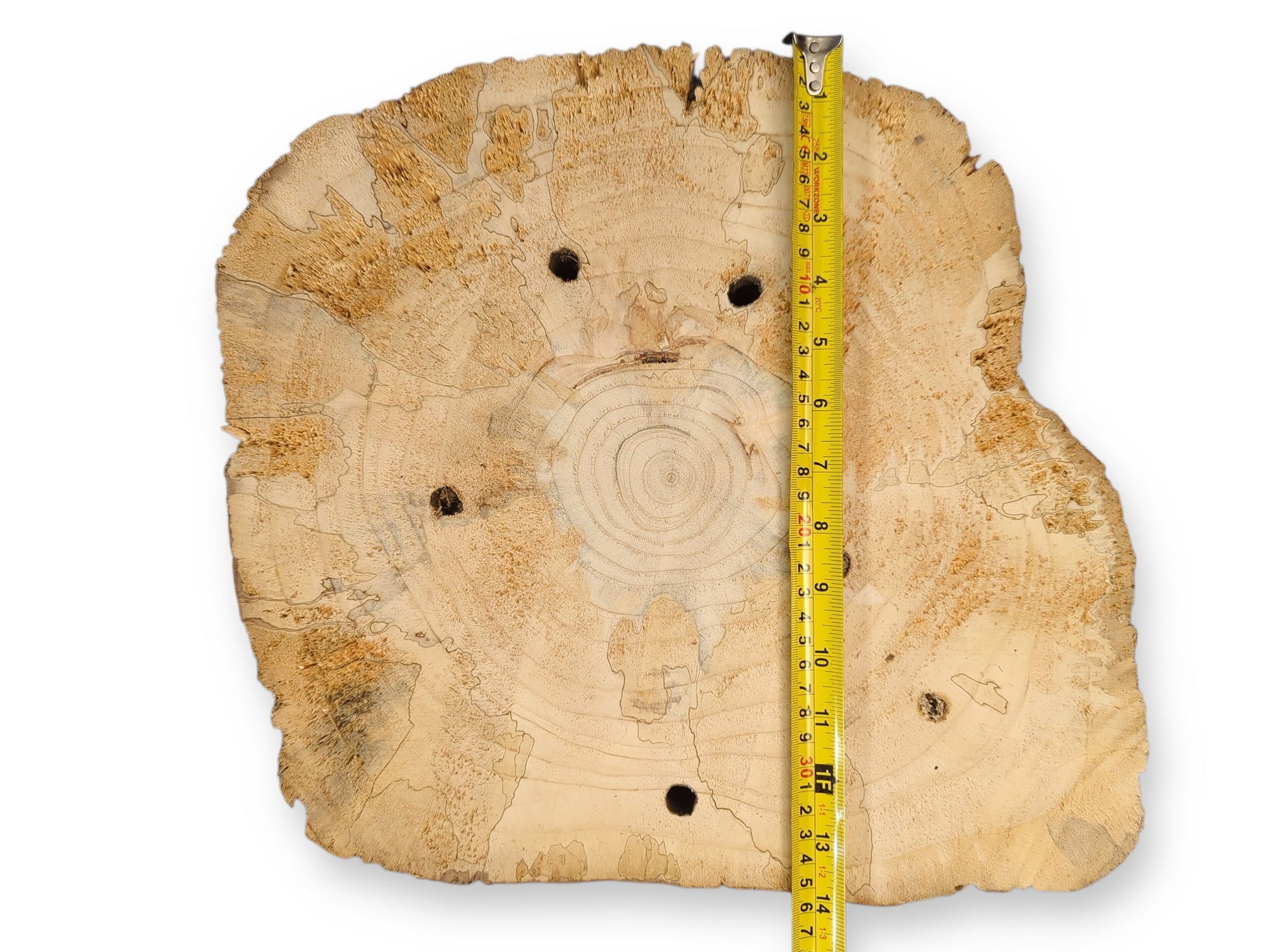 Untreated pine tree slice, irregular, with growth rings, spalt lines, four boreholes, and a measuring tape.