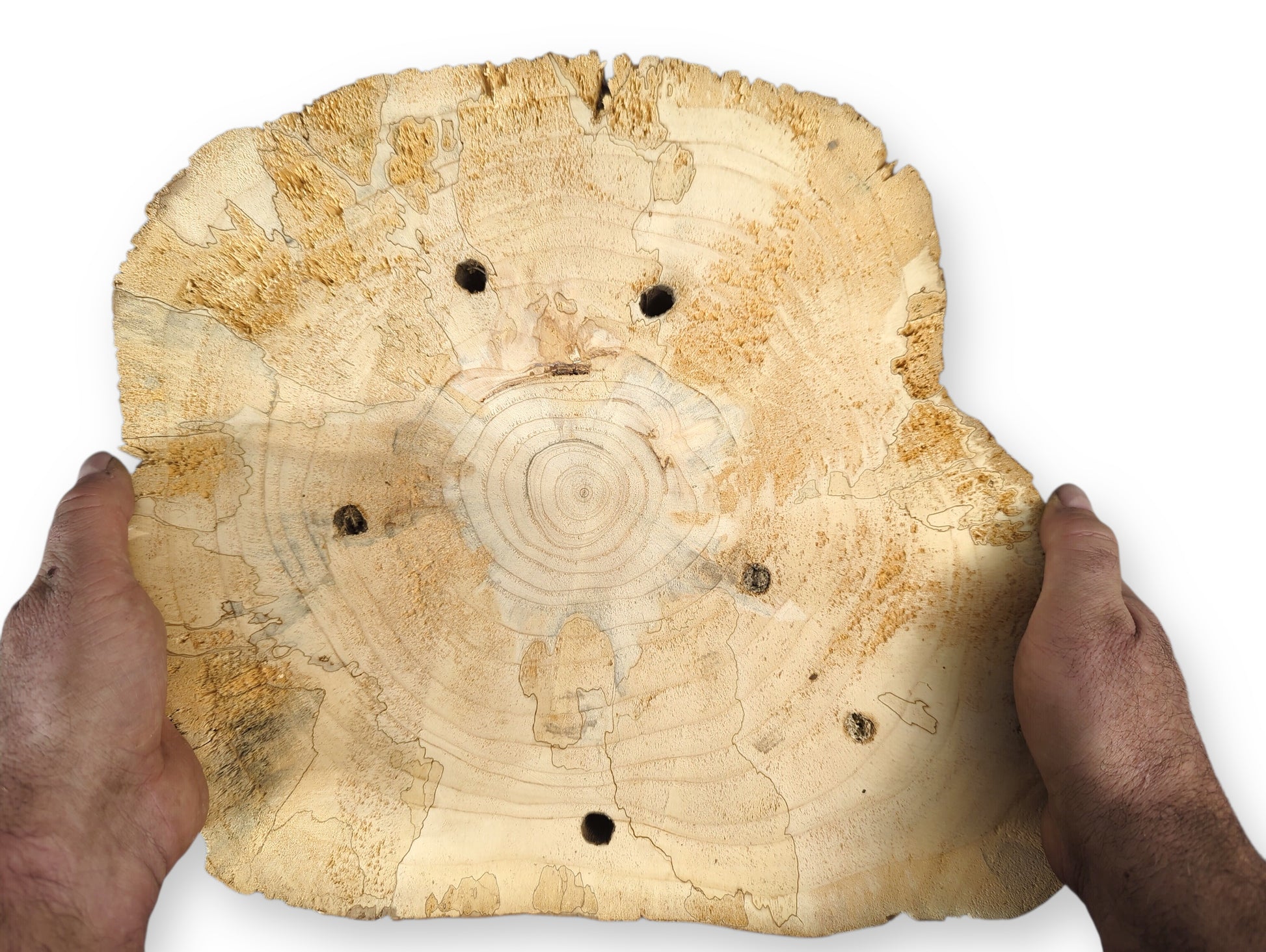 Hands hold a light-colored, irregularly shaped pine wood slice with distinct rings and boreholes.