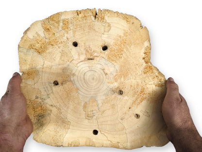 Hands hold a light-colored, irregularly shaped pine wood slice with distinct rings and boreholes.