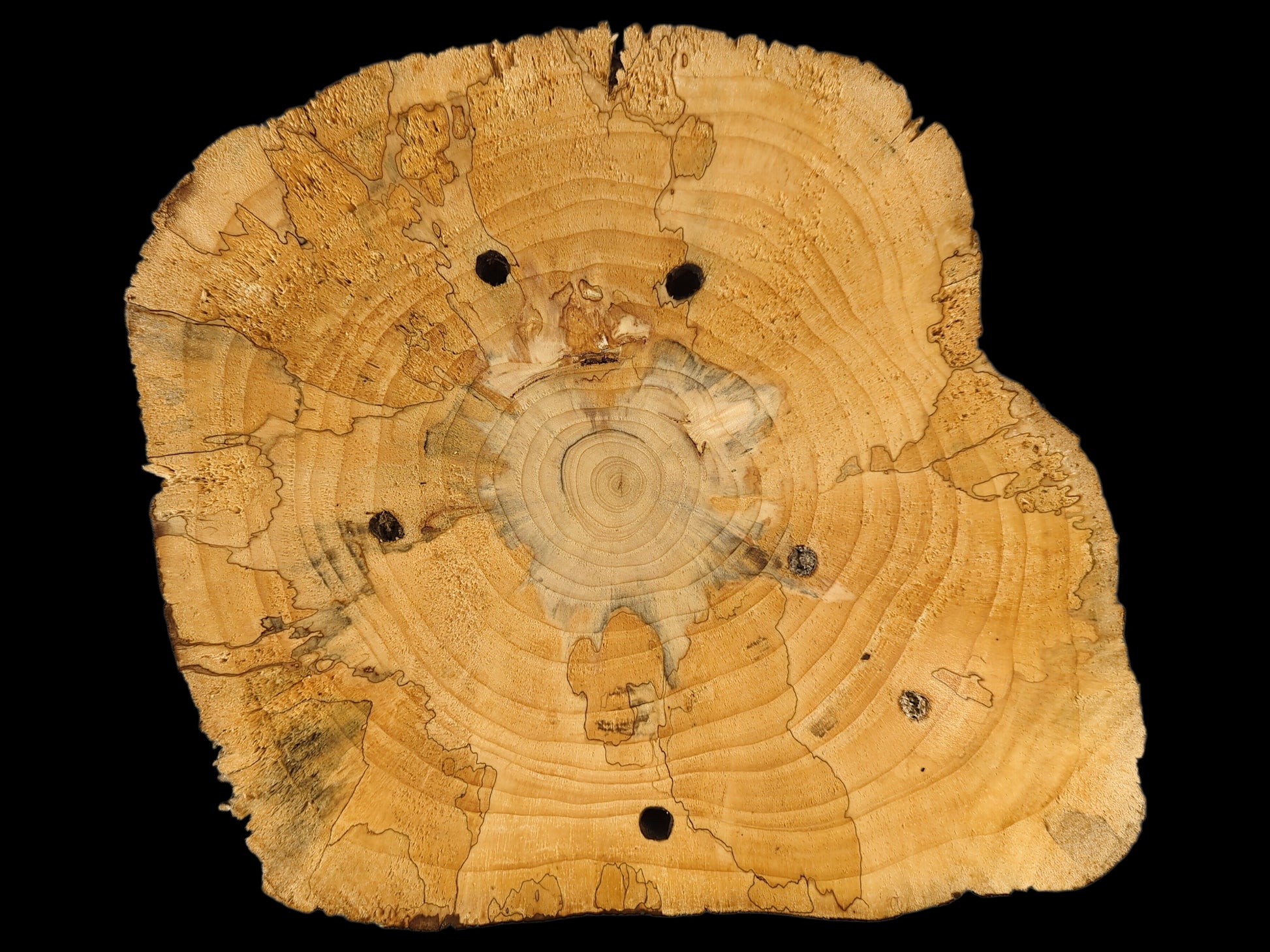Unfinished, irregularly shaped pine wood slice with visible growth rings, several boreholes, and dark spalted areas.