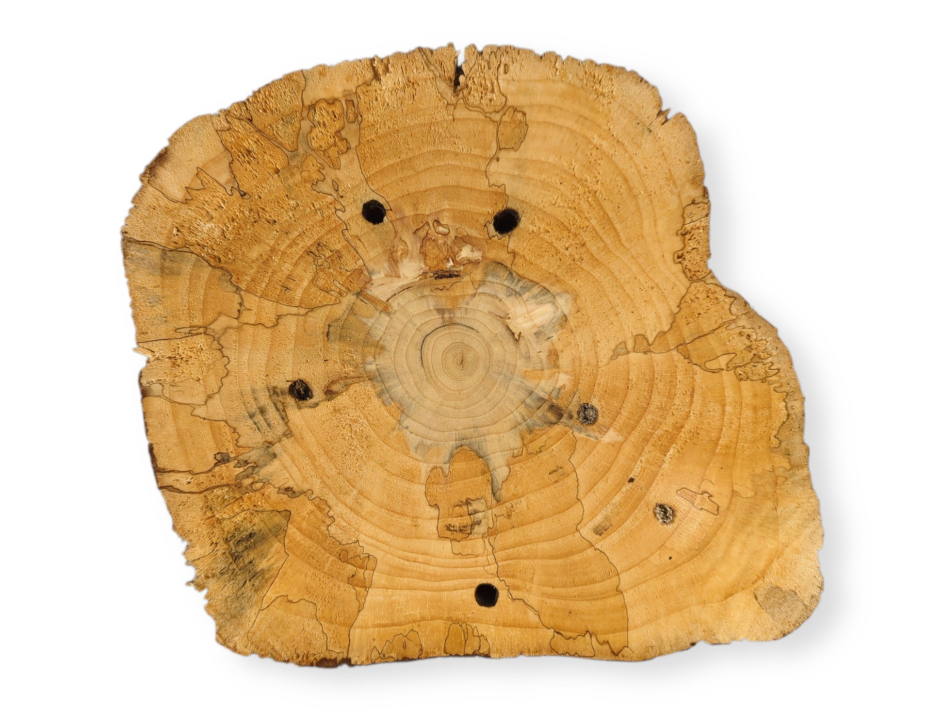This irregular pine wood slice features pale wood, visible growth rings, dark spalt lines, and six boreholes.