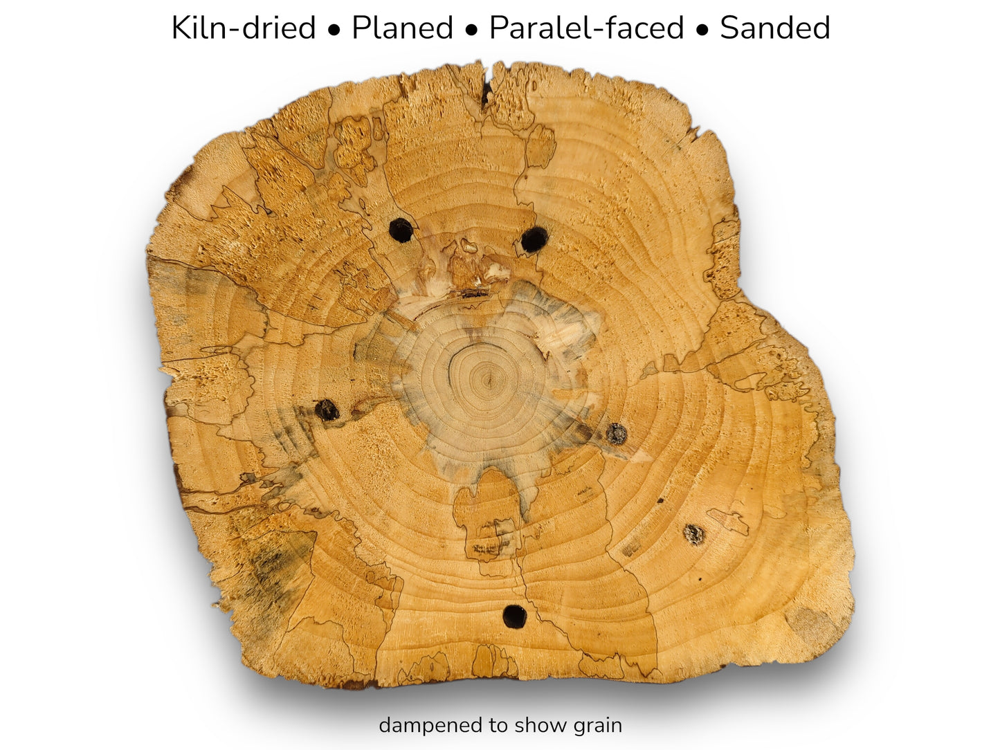 A light-colored, kiln-dried, planed pine wood round, showing prominent rings, dark spots, and boreholes.