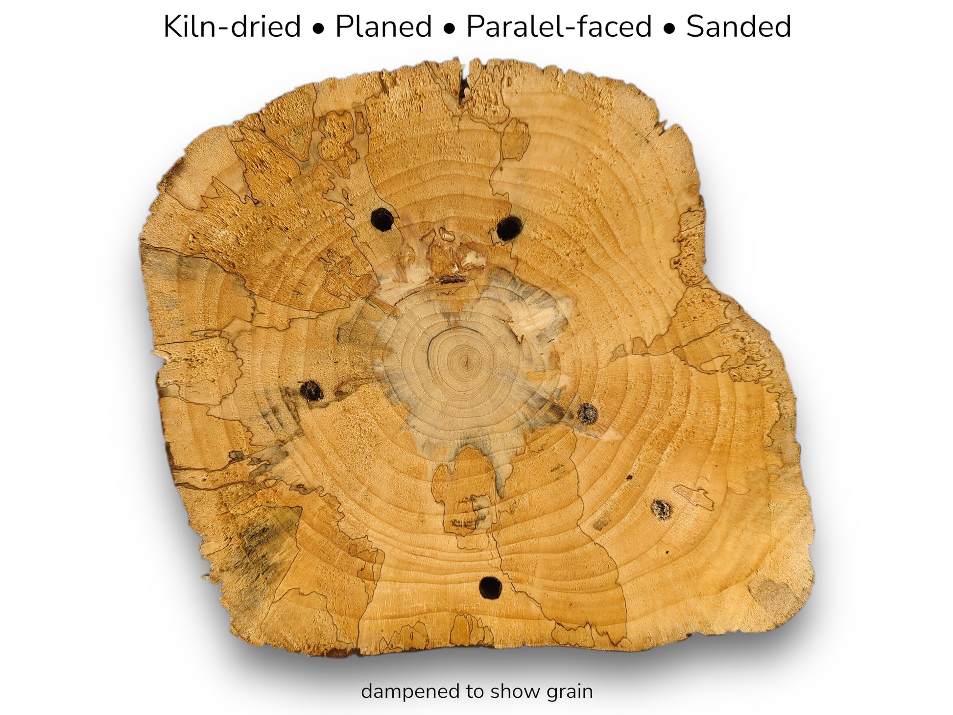 A light-colored, kiln-dried, planed pine wood round, showing prominent rings, dark spots, and boreholes.