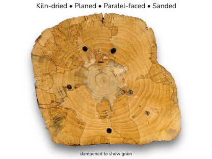 A light-colored, kiln-dried, planed pine wood round, showing prominent rings, dark spots, and boreholes.