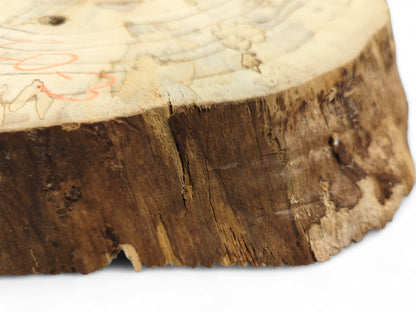 Light pine wood slice with growth rings, a red mark, and a dark, cracked bark edge.