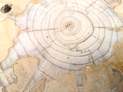 Untreated light pine wood slice displays prominent end grain growth rings, radial cracks, and a dark knot.