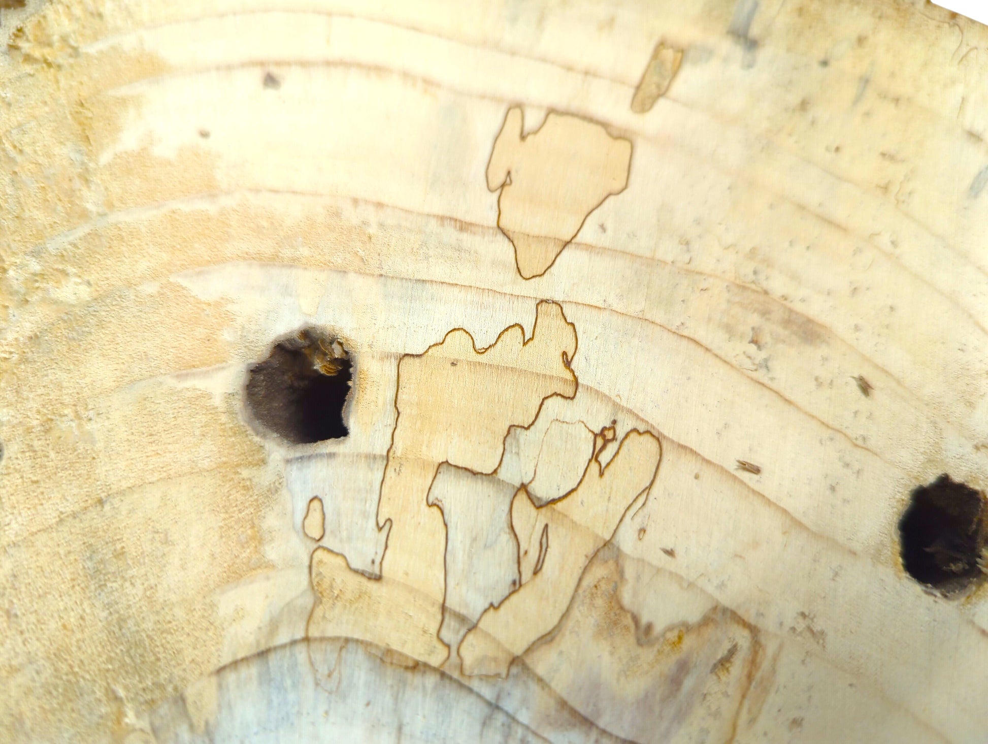 Detailed view of light pine wood slice showing prominent growth rings, two boreholes, and dark spalted lines.