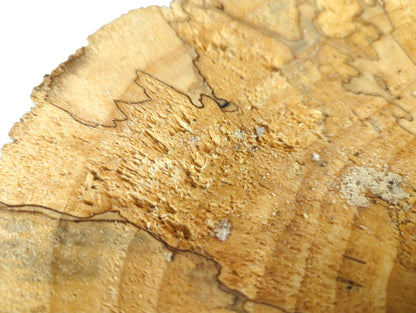 Close-up of spalted pine wood displaying rough, light-colored fibrous texture and smoother sections with dark lines.