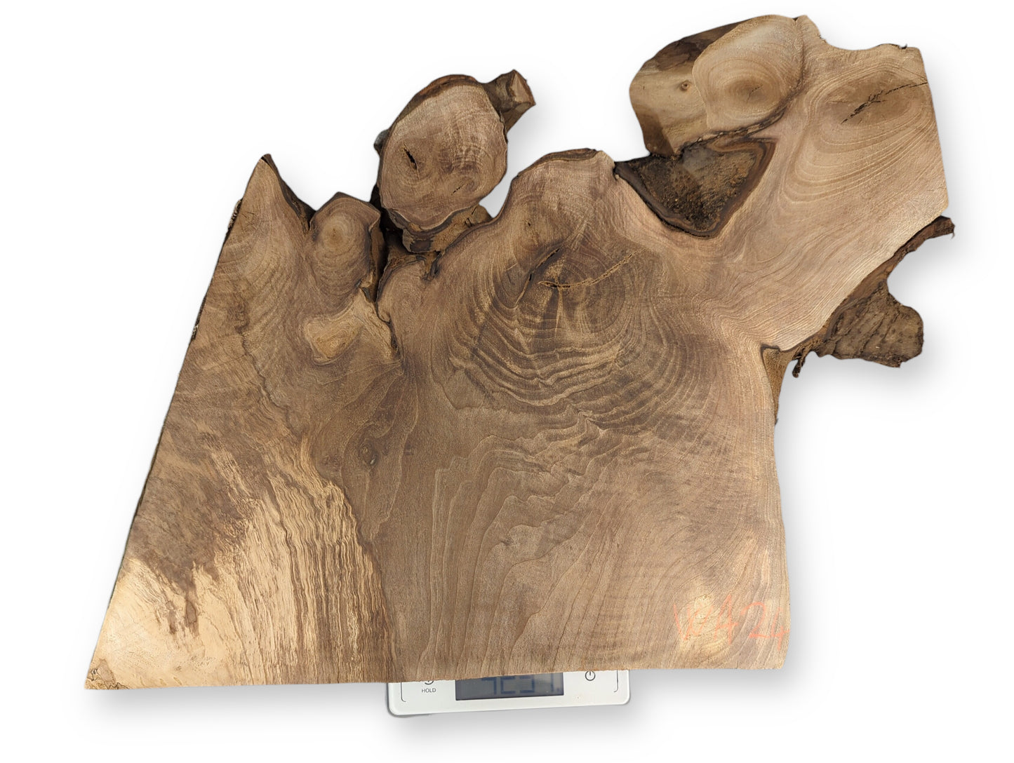 Irregularly shaped English walnut root wood slice on a digital scale, showing varied brown tones and complex grain.