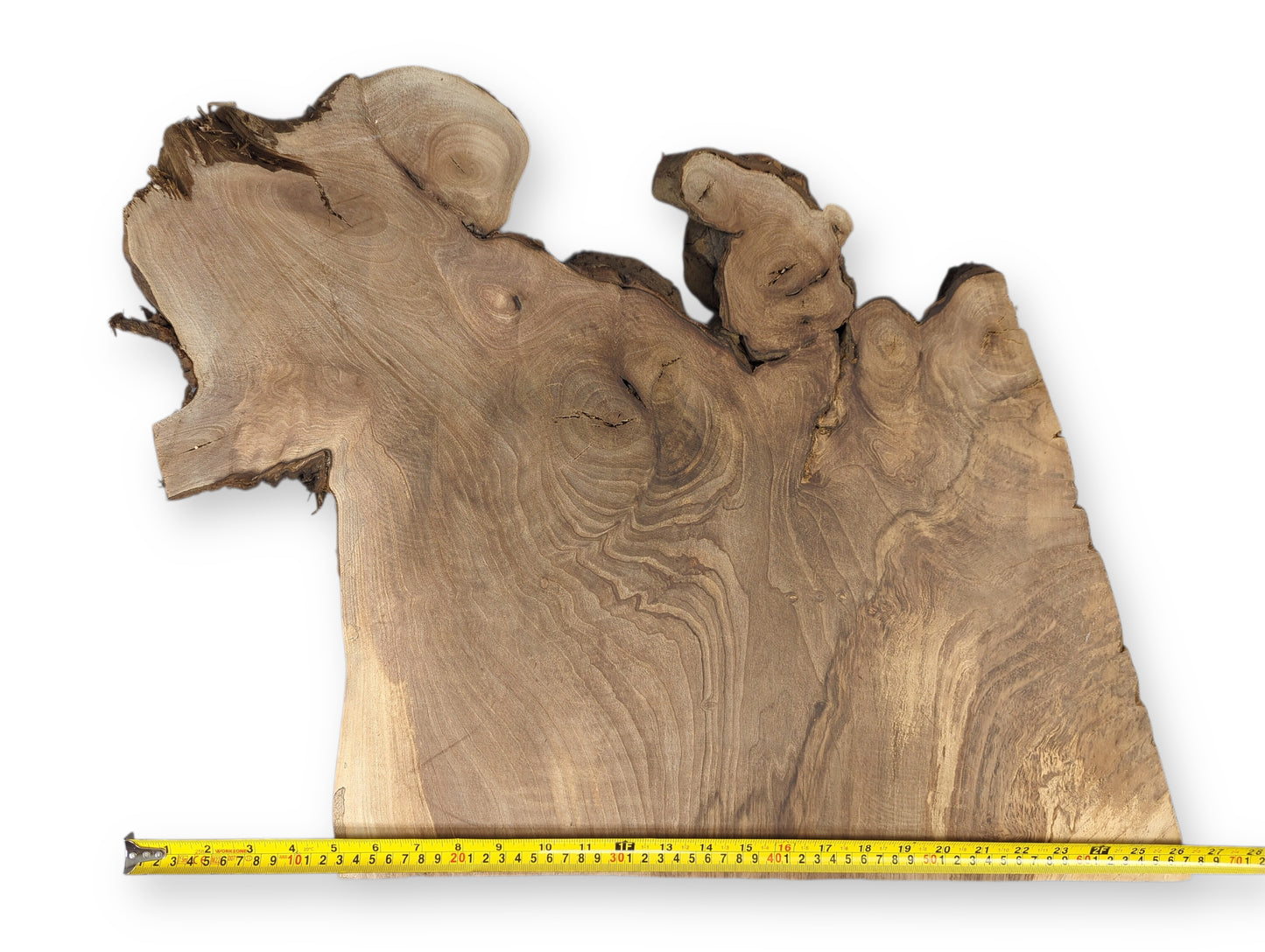 English walnut root wood slice displaying intricate swirling grain patterns, rough live edges, and a measuring tape.