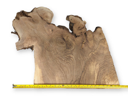 English walnut root wood slice displaying intricate swirling grain patterns, rough live edges, and a measuring tape.