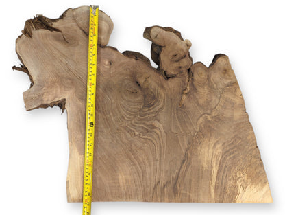 Light brown English walnut root wood slice with live edges, prominent grain, and a vertical measuring tape.